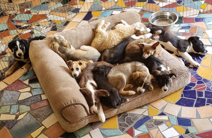 A bed full of puppies, because that's just the cutest thing ever.