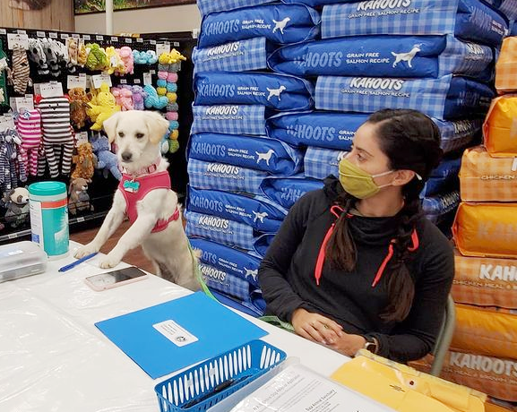 A puppy helping volunteer Rosa fill out paperwork at an adoption event.