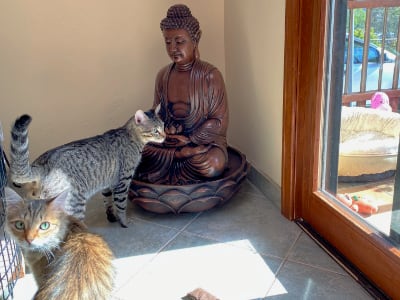 Cat water fountain in the foster home