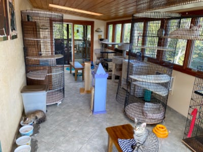 Cat sunroom at the foster home