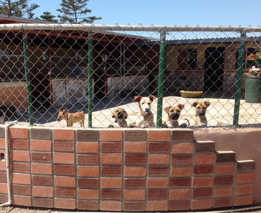 "Doggy detox" center for newcomers to get cleaned up.