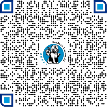 PayPal QR code