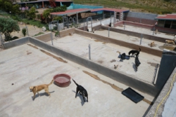 Large corrals have been built along the perimeter wall of the Sanctuary. Each corral houses 8 - 10 adult dogs.