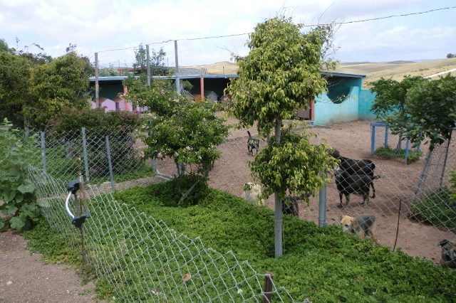 Baja Animal Sanctuary Senior center.